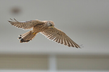 the kestrel hovering over its prey