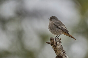 The black redstart female on the branch