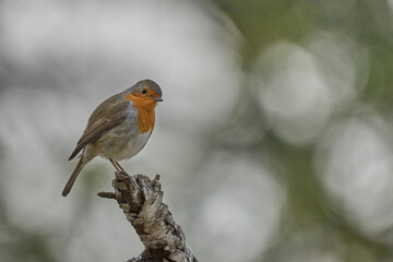 the european robin posing on his branch