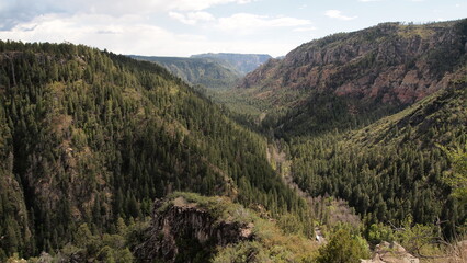 Pine tree valley in Arizona