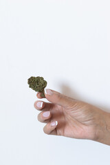 Fototapeta na wymiar woman's hand holding a cannabis bud. marijuna concept.vertical image.