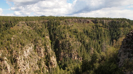 Pine trees in Northern Arizona