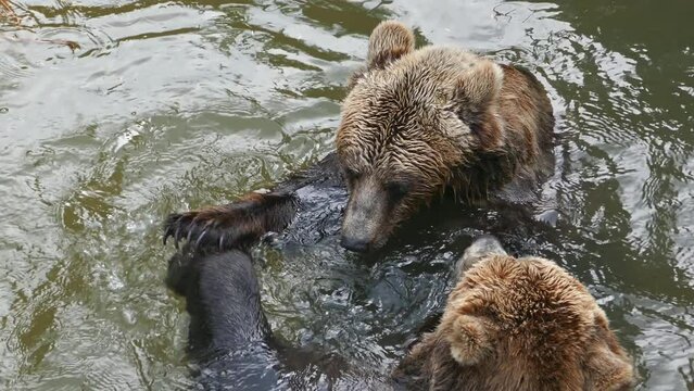 Brown bears couple in water
