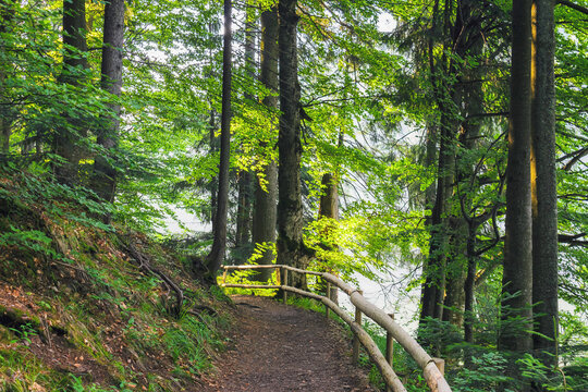 forest trail in beautiful woodland scenery. nature background in summer