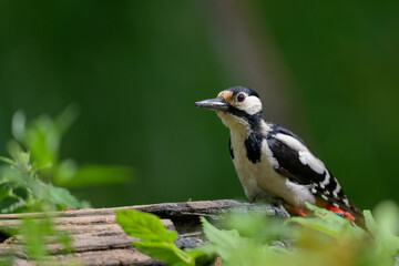 Great spotted woodpecker (Dendrocopos major) in forest in summer