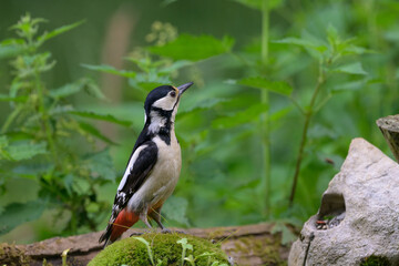 Great spotted woodpecker (Dendrocopos major) in forest in summer