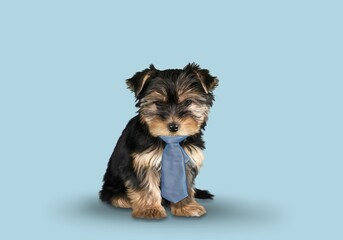 Cute smart dog wearing a small tie