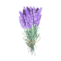 Lavender bouquet. Harvesting lavender.