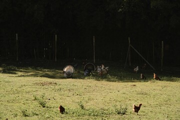 portrait of a chicken at farm
