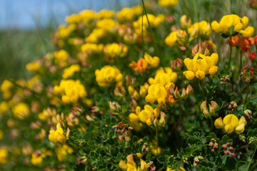Birds foot trefoil (lotus corniculatus) flowers in bloom