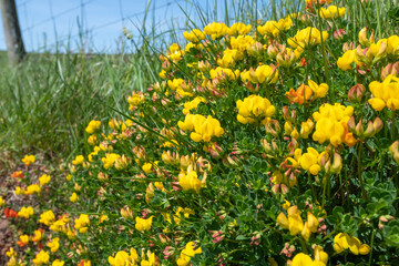 Obraz premium Birds foot trefoil (lotus corniculatus) flowers in bloom