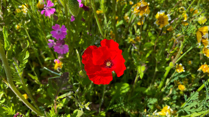Obraz premium poppy flowers in the grass