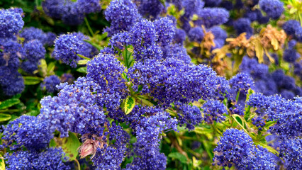 Blue little flower bush