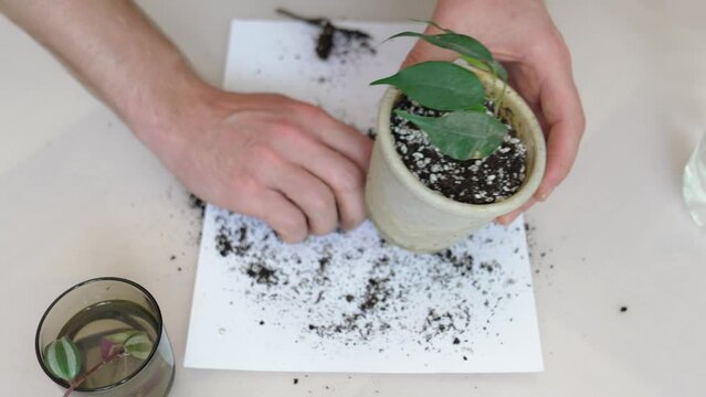 transplantation of houseplants. in the pot pour earth mixed with perlite. 