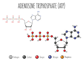 Adenosine triphosphate, ATP, molecular structure. skeletal formula and 3d flat structure illustration isolated on white background