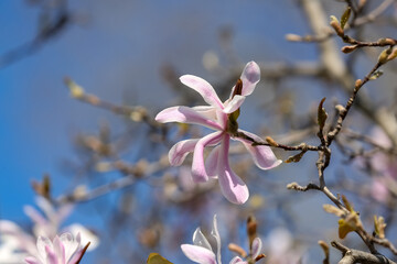 Tree branch with blooming Magnolia flower on spring day, closeup
