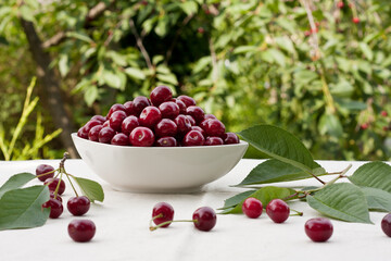 plate of fresh ripe cherries on table in orchard. Summer still life. Seasonal harvest of juicy red cherries. organic berries. Outdoor