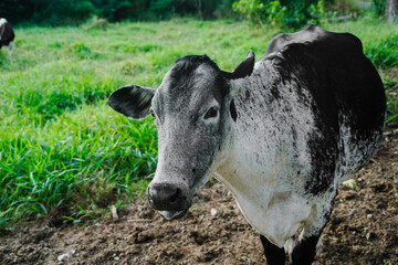 cow eating hay at the farm