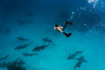Shark snorkeling in Maldives