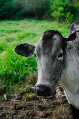 Obraz na płótnie Canvas cow eating hay at the farm
