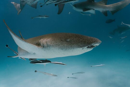 Shark snorkeling in Maldives