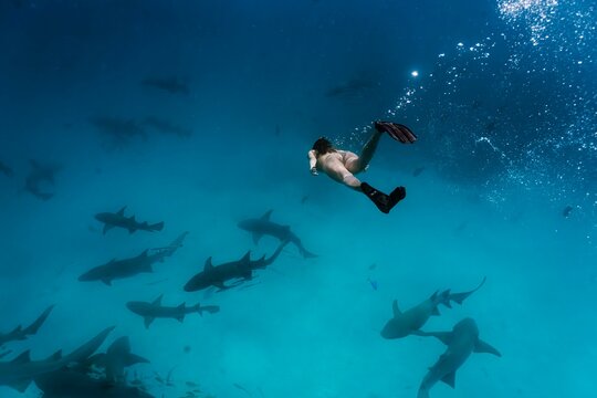 Shark snorkeling in Maldives
