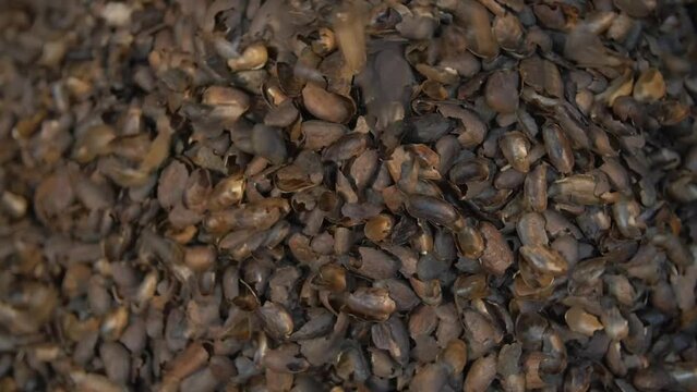 static close up shot of cocoa bean shells falling in a huge pile