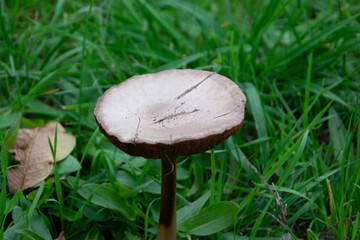 mushrooms in the grass