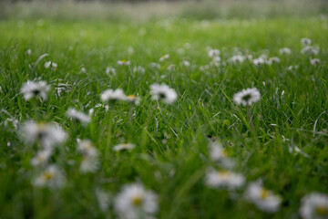 white flowers in grass