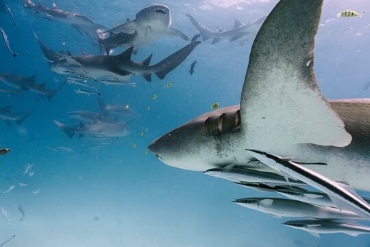 Shark snorkeling in Maldives