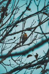 Woodpecker bird on a branch