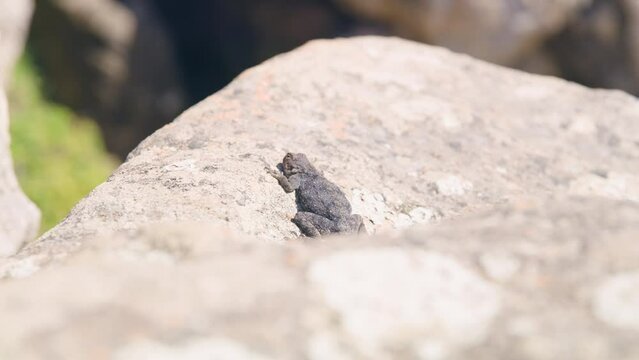 Black lizard sun bathing on rock at cape point national park