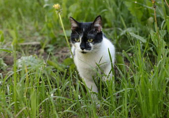 Fototapeta premium Black white cat walk in vivid green grass on a spring day.