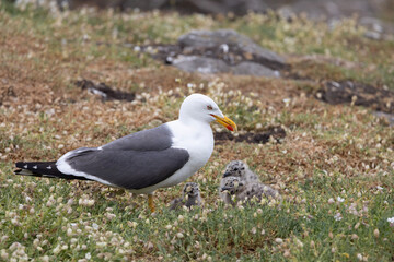 Herring gull with chick