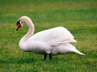 white swan on the grass