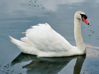 Swan swimming