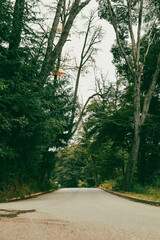 Road in the Mountain and forest