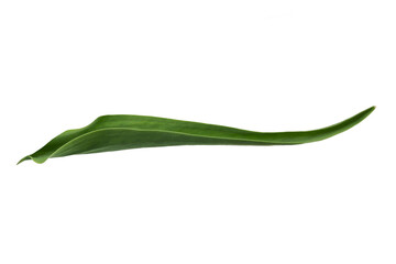 Fototapeta premium white lily-like tulips with a stem, isolated