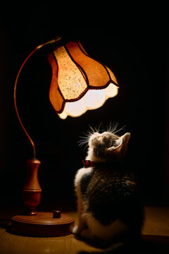 ランプと子猫