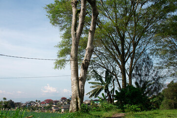 photo of a large banyan tree in front of a tree with many leaves