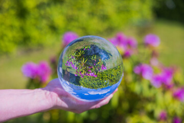 Beautiful view of hand holding crystal ball with inverted image of blooming purple rhododendron. 