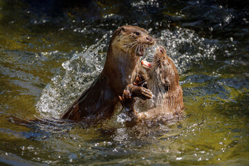 Fototapeta premium Clash of otters. European river otters, Lutra lutra, fighting in water, splashing water drops around. Endangered fish predator in nature. Action in wild nature. Natural behavior, matting season.