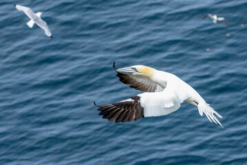 Great northern gannet in flight over the blue ocean