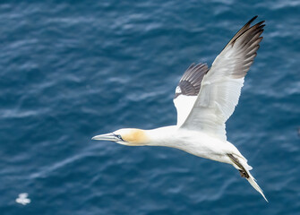 Fototapeta na wymiar Great northern gannet in flight over the blue ocean