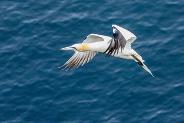 Great northern gannet in flight over the blue ocean
