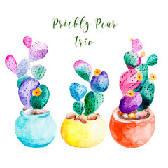 Fototapeta na wymiar cacti in bright pots, hand-drawn in watercolor, blooming prickly pear, postcard, sketch, copy space