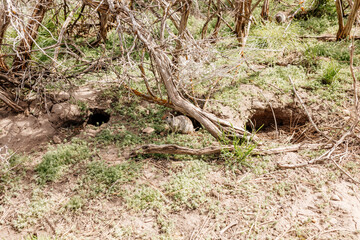 Gopher sits and looks out of his hole among the green grass. Wild animal in wildlife close-up. Baby gopher eats grass
