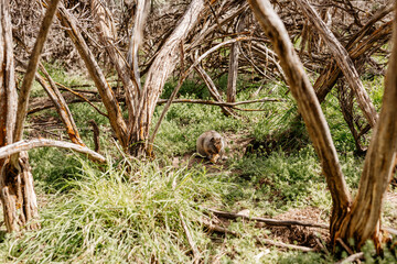 Gopher sits and looks out of his hole among the green grass. Wild animal in wildlife close-up. Baby gopher eats grass