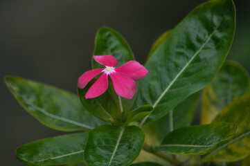 Flores do sert&atilde;o