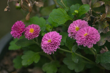 Flores do sert&atilde;o